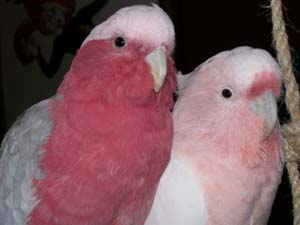 Floyd & Abigail . . . in the Pink!
