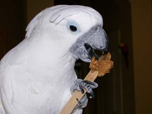 Toby and the peanut butter popsicle