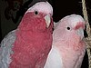 Floyd & Abigail . . . in the Pink!