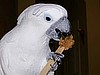 Toby and the peanut butter popsicle